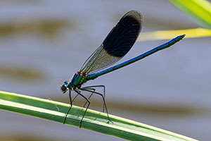 (weer) volop aanwezig  Valleikanaal - Amersfoort